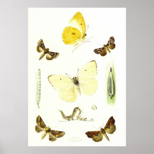 Butterfly Entomology nature wildlife painting Poster