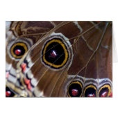 Butterfly Eye (Front Horizontal)