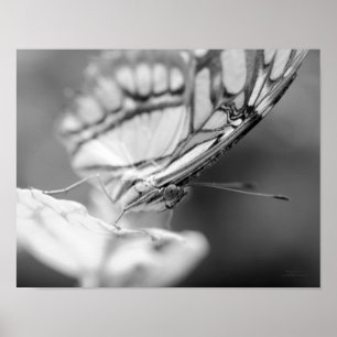 Butterfly Face Nature Black And White Poster