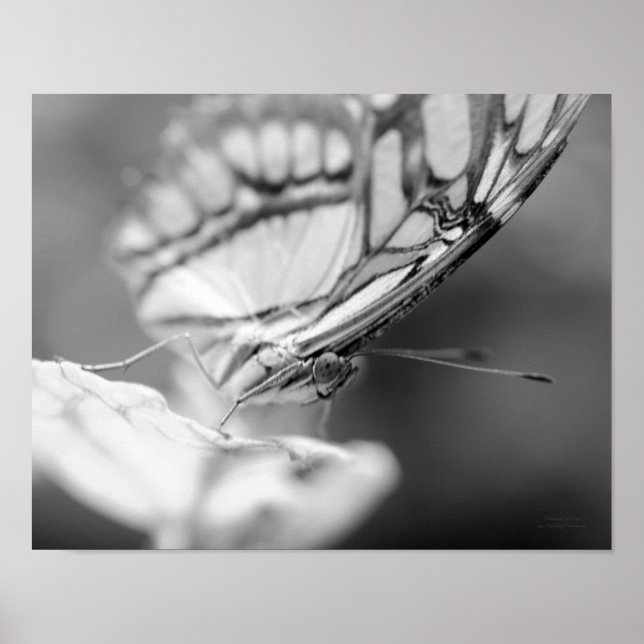 Butterfly Face Nature Black And White  Poster (Front)