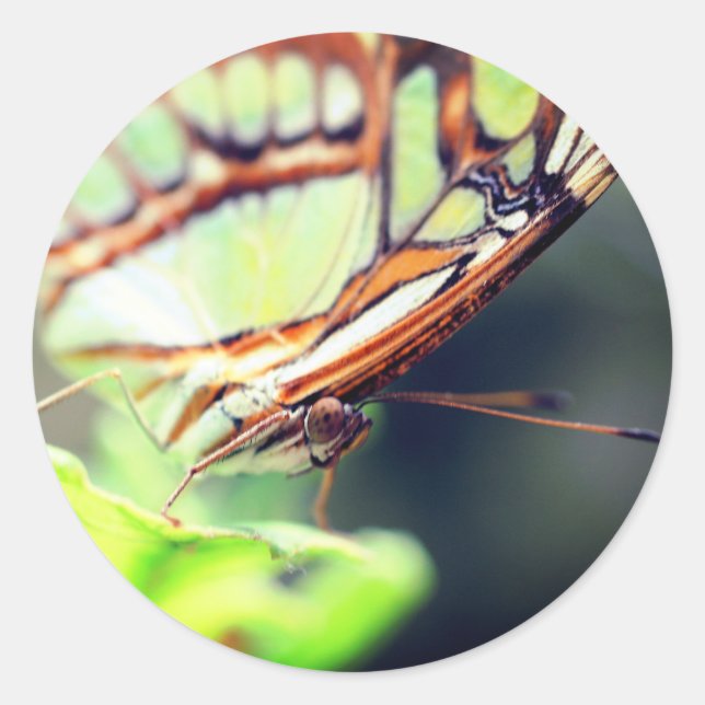 Butterfly Face Nature  Classic Round Sticker (Front)