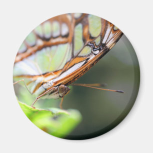 Butterfly Face Nature Photography Magnet