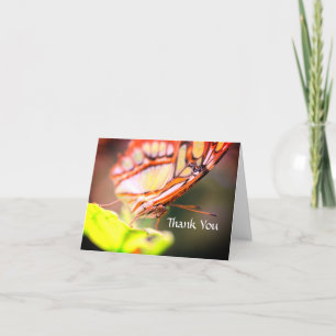 Butterfly Face Nature Thank You