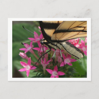 Butterfly Feeding Macro Postcard