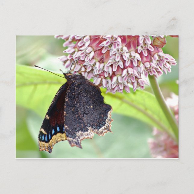 Butterfly Feeding Postcard (Front)