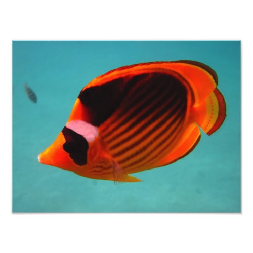 Butterfly Fish Photo Print