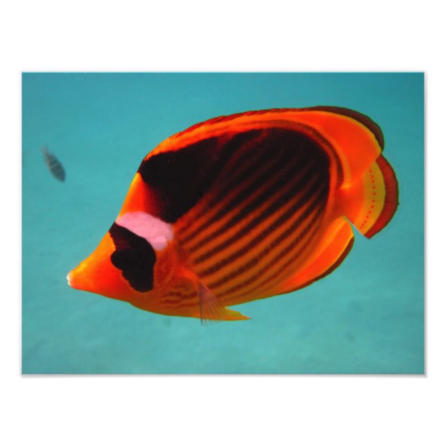 Butterfly Fish Photo Print (Front)