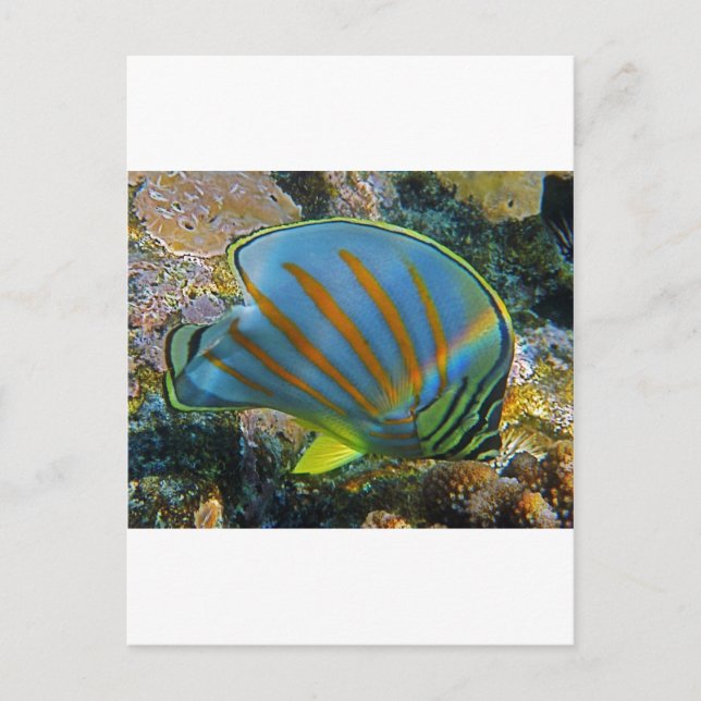 Butterfly Fish Postcard (Front)