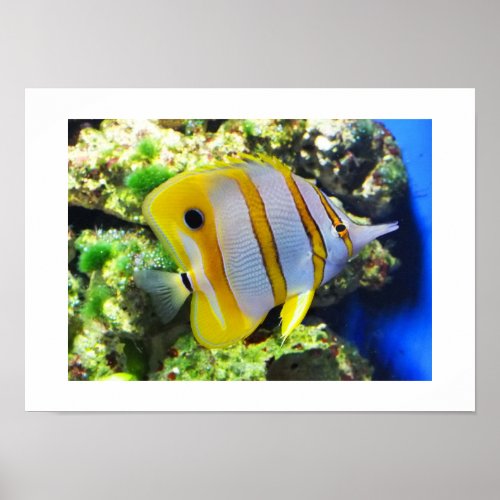 Butterfly fish poster