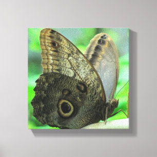 Butterfly Floral Canvas Print