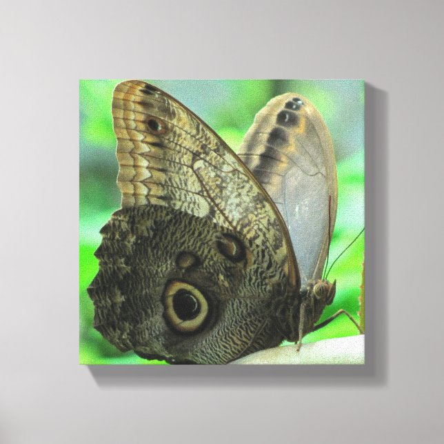 Butterfly Floral  Canvas Print (Front)
