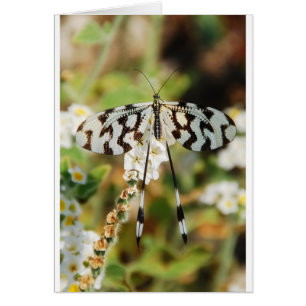 Butterfly Flowers Blossoms Wedding Shower Peace Cards