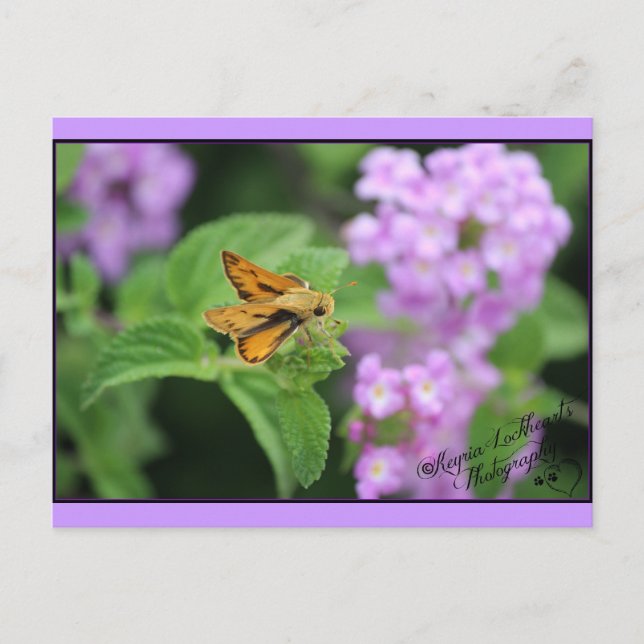 Butterfly flowers postcard (Front)