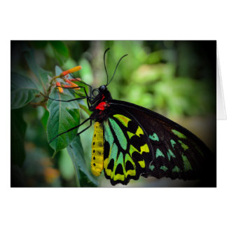 Butterfly & Flowers - Shades of Green v1