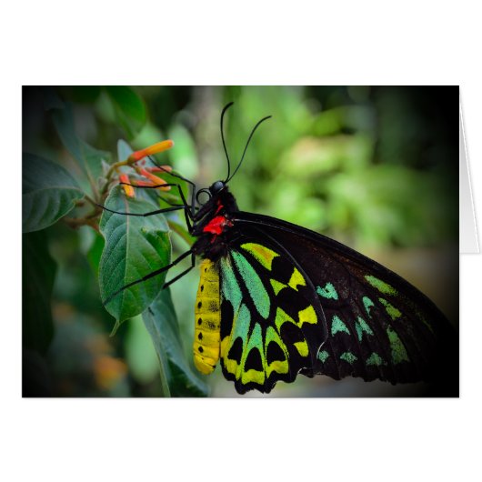 Butterfly & Flowers - Shades of Green v1 (Front Horizontal)