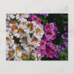 Butterfly Flowers White Pink and Purple Postcard