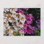 Butterfly Flowers White Pink and Purple Postcard
