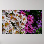 Butterfly Flowers White Pink and Purple Poster