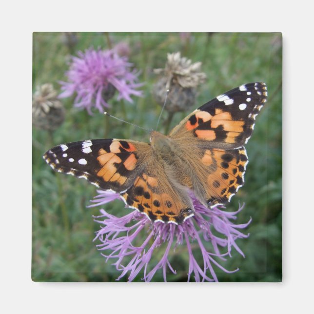Butterfly Fridge Magnets (Front)