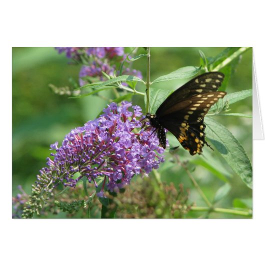 Butterfly Garden (Front Horizontal)