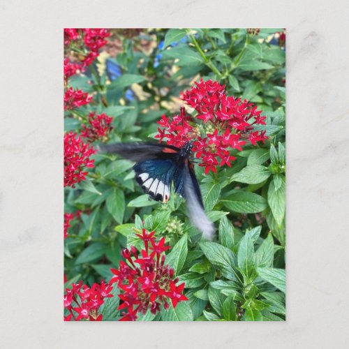 Butterfly Garden Callaway Flower Postcard