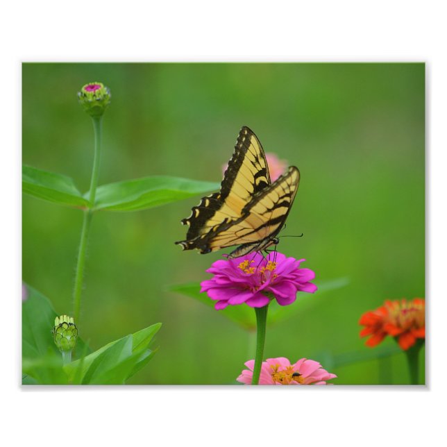Butterfly Garden Photo Print (Front)