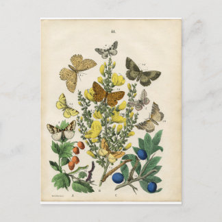 Butterfly Garden Postcard