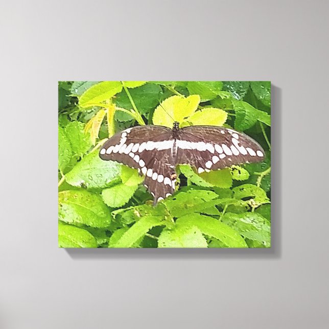Butterfly Garden Wrapped Canvas Print (Front)