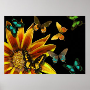 Butterfly Gardens Poster