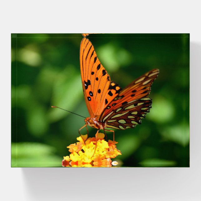  Butterfly Glass Paper Weight (Front)