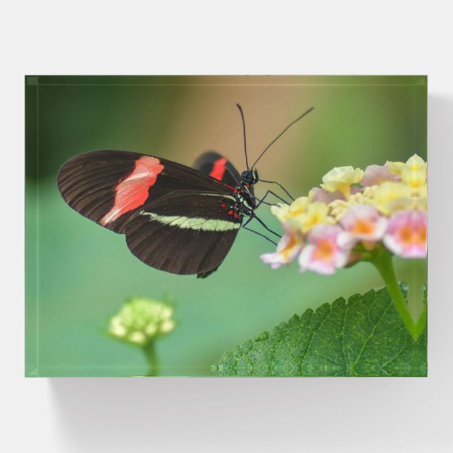  Butterfly Glass Paper Weight (Front)