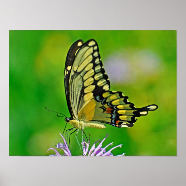 Butterfly Glory Poster (Front)