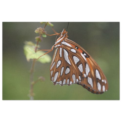 Butterfly Gulf Fritillary Passion Orange Green Tissue Paper