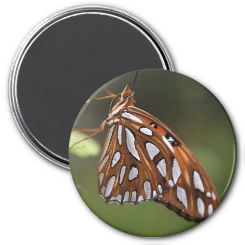 Butterfly Gulf Fritillary Passion Orange Spotted Magnet