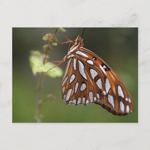 Butterfly Gulf Fritillary Passion Orange Spotted Postcard