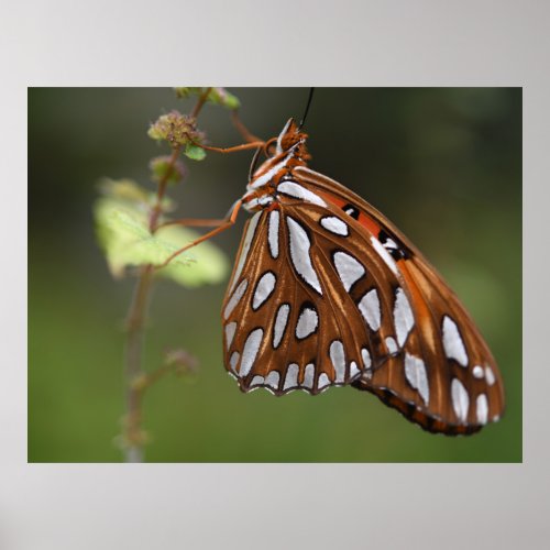 Butterfly Gulf Fritillary Passion Orange Spotted Poster