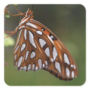Butterfly Gulf Fritillary Passion Orange Spotted Square Sticker