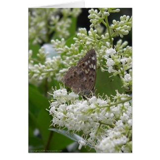 Butterfly : Hackberry Emperor Cards