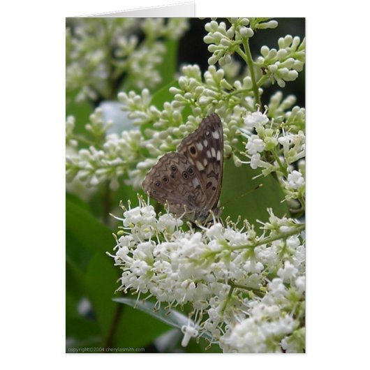 Butterfly : Hackberry Emperor Cards (Front)