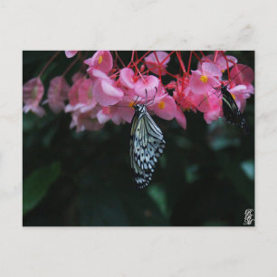 Butterfly Hanging from Flowers Postcard