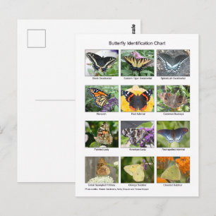 Butterfly identification postcard