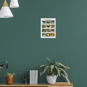 Butterfly identification poster
