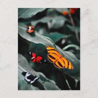 Butterfly II Postcard