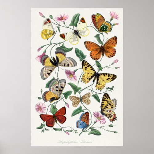 Butterfly Illustration Poster