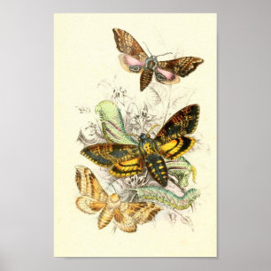 Butterfly Illustration Poster