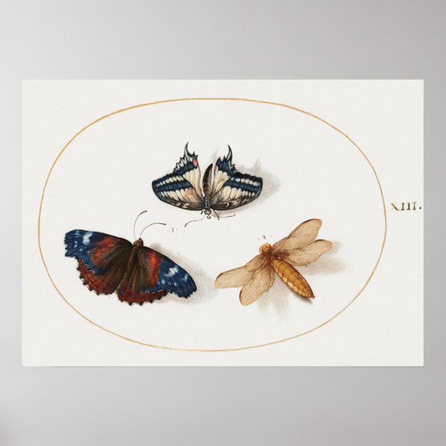 Butterfly Illustration Poster (Front)