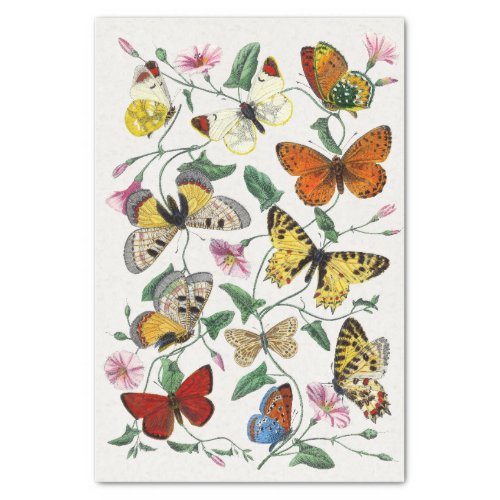 Butterfly Illustration Tissue Paper