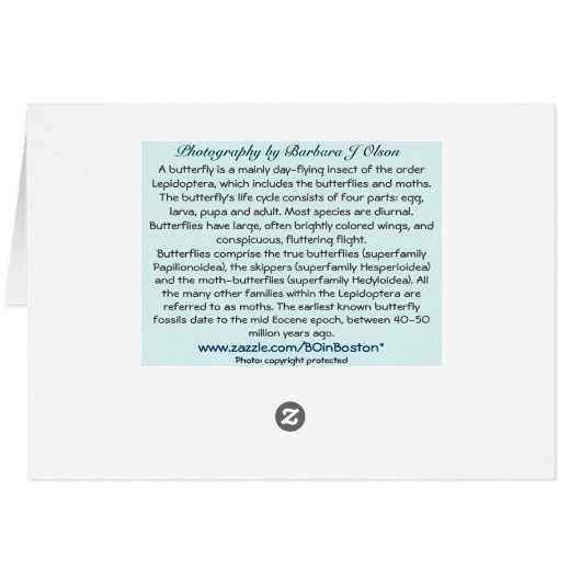 Butterfly in Aqua (Back Horizontal)