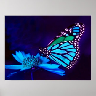 Butterfly In Blue Poster