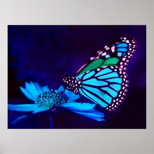 Butterfly In Blue Poster (Front)
